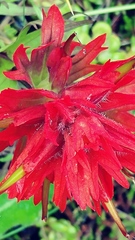 Castilleja chambersii