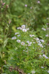 Symphyotrichum × salignum