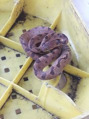 Leptodeira polysticta