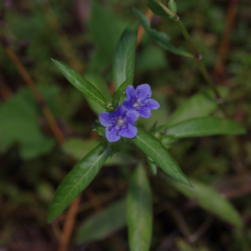 Image of Hydrolea uniflora by (c) Michelle W. （鍾偉瑋）, some rights reserved (CC BY)
