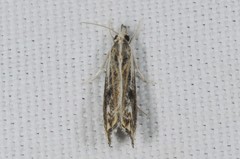 Catoptria verellus