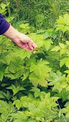 Filipendula occidentalis