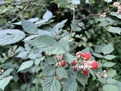 Rubus incanus