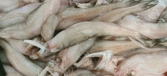 Sillago sihama