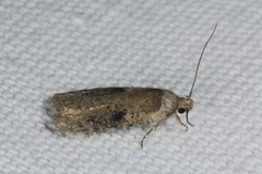 Agonopterix propinquella