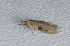 Agonopterix propinquella