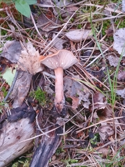 Lactarius tabidus