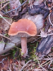 Lactarius tabidus