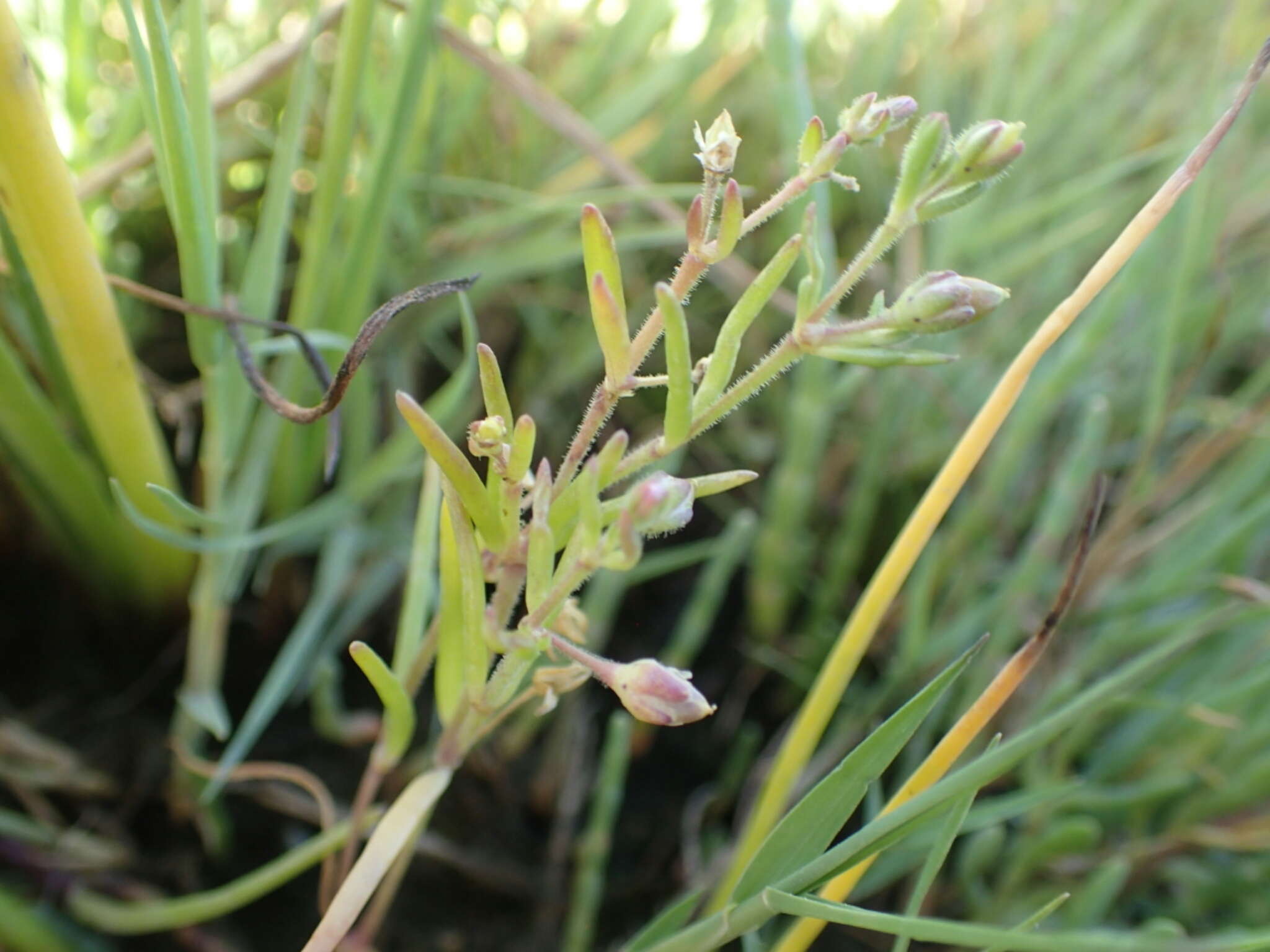 Spergularia canadensis var. occidentalis