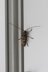 Monochamus marmorator