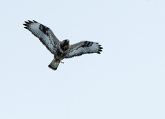 Buteo lagopus lagopus