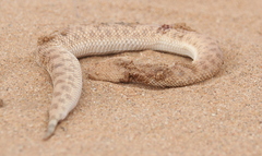 Cerastes vipera