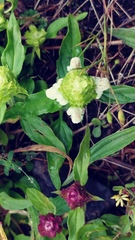 Prunella vulgaris lanceolata