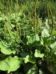 Plantago major