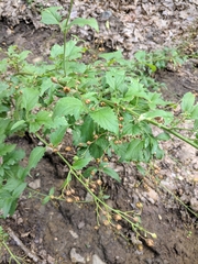 Scrophularia scopolii