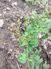 Scrophularia scopolii