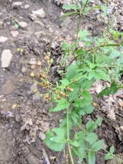 Scrophularia scopolii