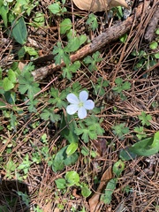 Geranium suzukii