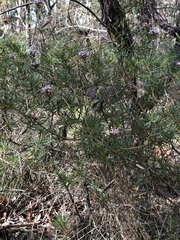 Grevillea sphacelata