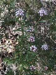 Grevillea sphacelata