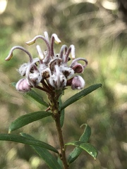 Grevillea sphacelata