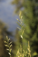 Brachypodium pinnatum