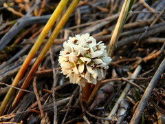 Lomandra juncea