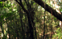 Chalcolestes viridis