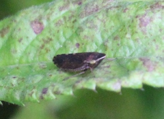 Aphrodini