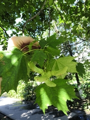 Acer platanoides