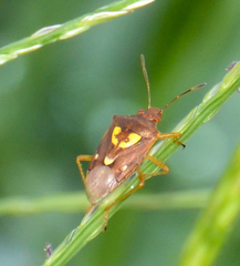 Oebalus insularis