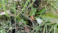 Limonium californicum