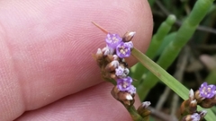 Limonium californicum