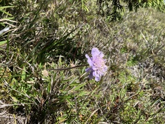 Scabiosa lacerifolia