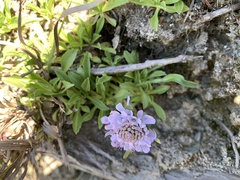 Scabiosa lacerifolia