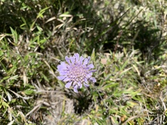 Scabiosa lacerifolia