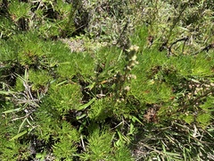 Artemisia oligocarpa