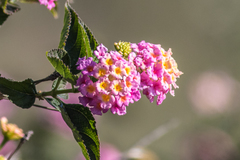 Lantana camara