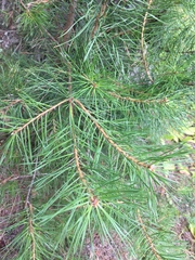 Pinus sylvestris