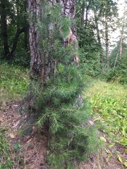 Pinus sylvestris