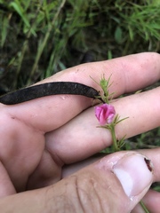 Tephrosia onobrychoides