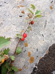 Cotoneaster tauricus