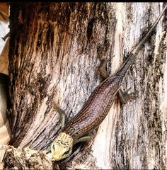 Dasia olivacea