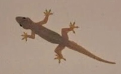 Hemidactylus platyurus