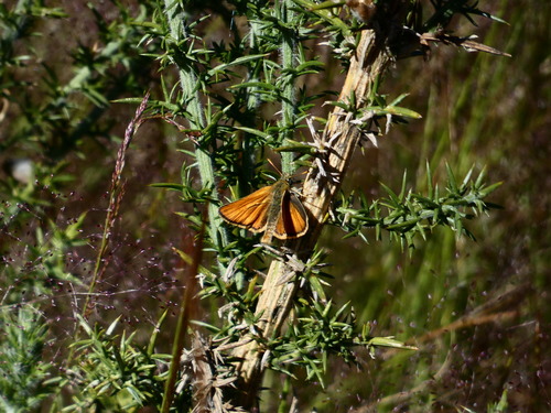 Raudonbuožis Storgalvis nuotrauka