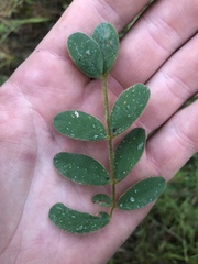 Tephrosia onobrychoides