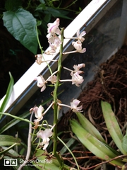 Aerides