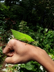 Onomarchus uninotatus