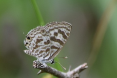 Leptotes plinius