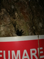 Segestria florentina